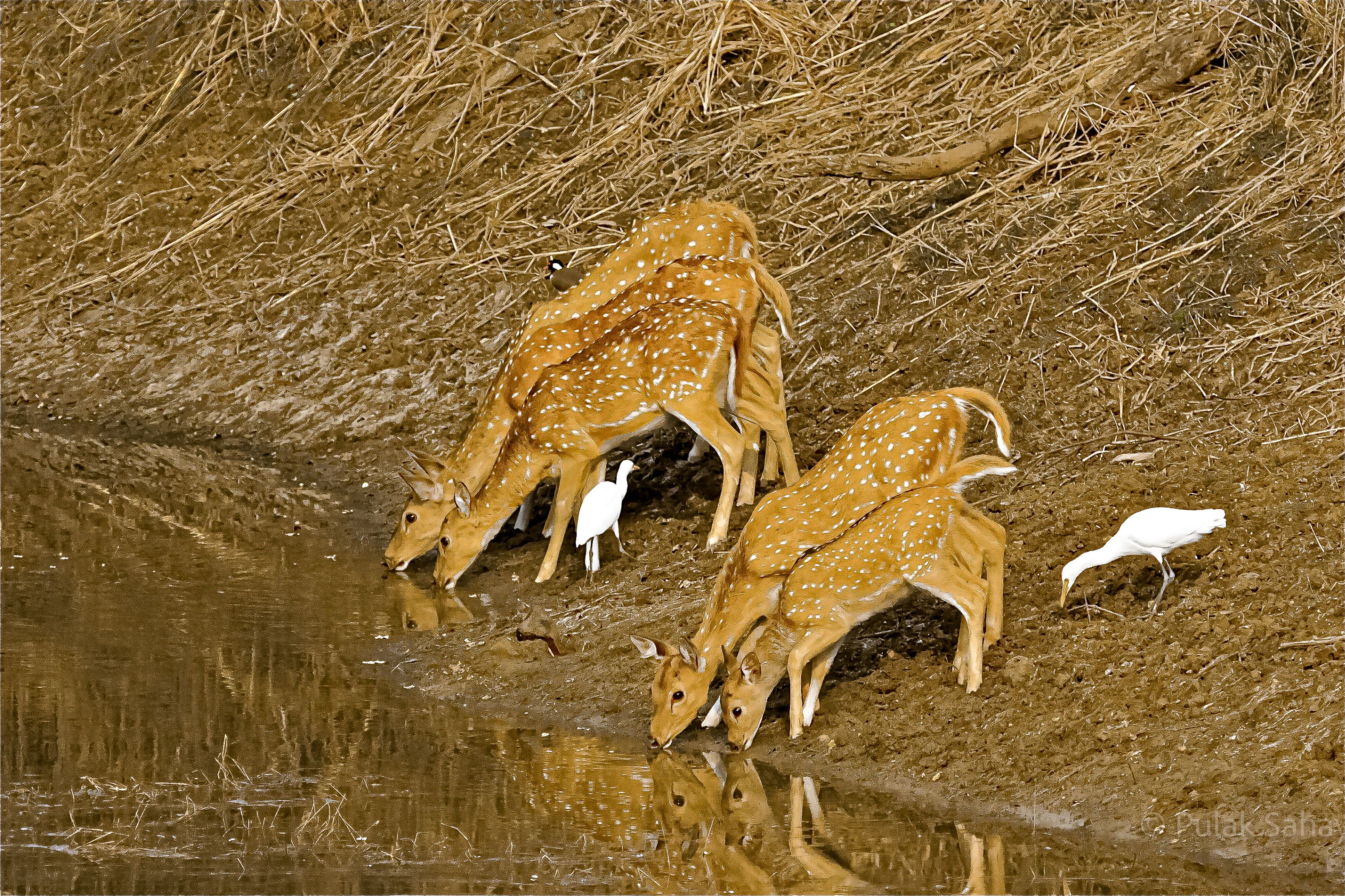 Relfection of deer herd drinking with birds